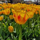 Tulip 'Olympic Flame'