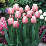 Tulip 'Ollioules'