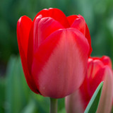 Tulip 'Red Impression'