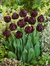 Tulip Black Hero