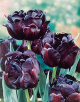 Tulip 'Black Hero'