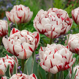 Tulip Carnaval De Nice