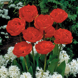 Tulip Miranda