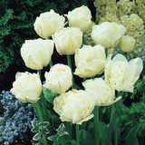 Tulip 'Mount Tacoma'