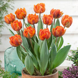 Tulip 'Orange Princess'