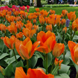 Tulip Orange Emperor