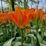 Tulip Orange Emperor