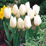 Tulip 'Purissima'
