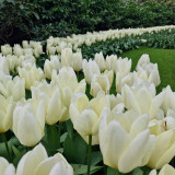 Tulip 'Purissima'