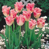 Tulip Fancy Frills 11/12cm