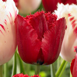 Tulip Red Wing