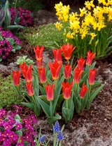 Tulip 'Scarlet Baby'