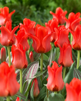 Tulip Red Riding Hood (Saver Sized Bulbs)