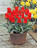 Tulip 'Red Riding Hood'