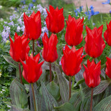 Tulip Red Riding Hood (Saver Sized Bulbs)