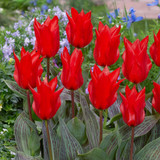 Tulip 'Red Riding Hood'