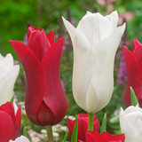 Tulip White Triumphator