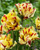 Tulip 'Flaming Parrot'