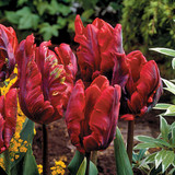 Tulip 'Rococo'