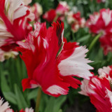 Tulip 'Estella Rynveld'