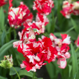 Tulip 'Estella Rynveld'