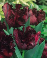 Tulip 'Black Parrot'