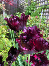 Tulip 'Black Parrot'