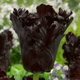 Tulip 'Black Parrot'