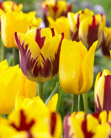 Tulip Yokohama
