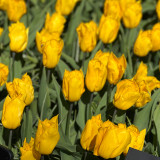 Tulip Yokohama