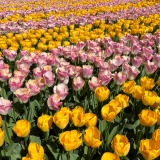 Tulip Yokohama