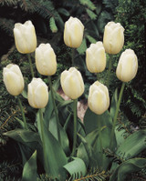 Tulip Alabaster