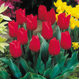 Tulip Merry Christmas