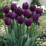 Tulip 'Recreado'