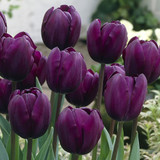 Tulip 'Recreado'