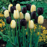 Tulip Mrs John T Scheepers