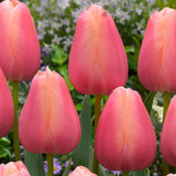 Tulip 'Menton'