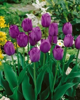 Tulip 'Attila'