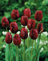 Tulip 'Jan Reus'