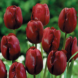 Tulip 'Jan Reus'
