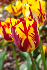Tulip 'Helmar'