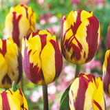 Tulip 'Helmar'