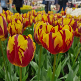 Tulip 'Helmar'
