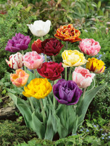 Tulip Double Late Mixed