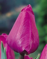 Tulip 'Negrita'