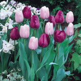 Tulip Negrita