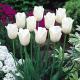 Tulip 'Snowstar'