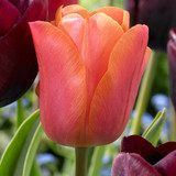 Tulip 'Jimmy'
