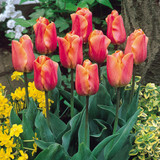 Tulip 'Jimmy'