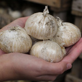 Allium stipitatum 18cm+